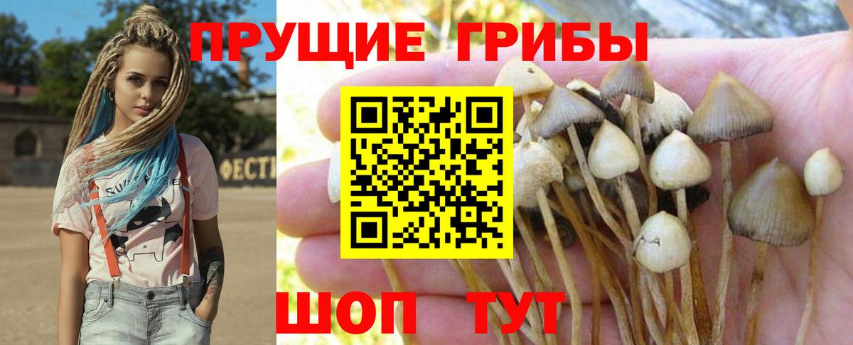 Псилоцибиновые грибы Cubensis  Вход с VPN  Губкинский  Галлюциногенные грибы прущие грибы 